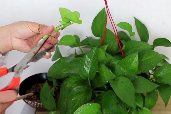 怎么养殖盆栽绿萝,每隔3天浇一次水