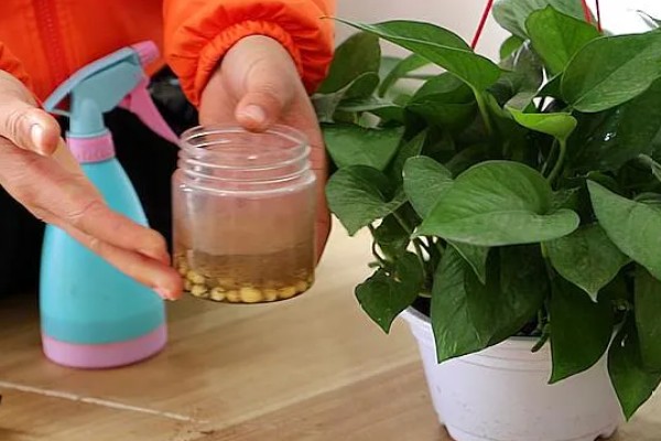 怎么养殖盆栽绿萝,每隔3天浇一次水