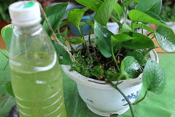 怎么养殖盆栽绿萝,每隔3天浇一次水