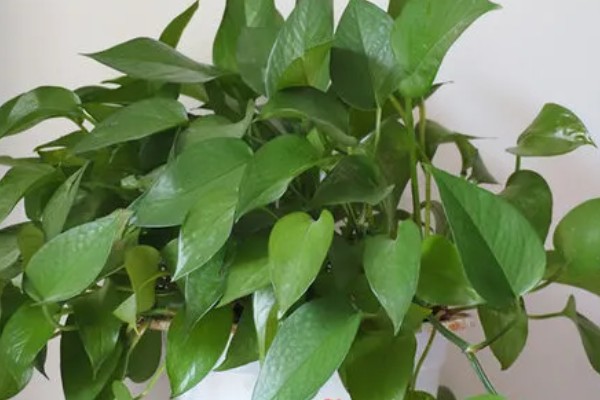 怎么养殖盆栽绿萝,每隔3天浇一次水