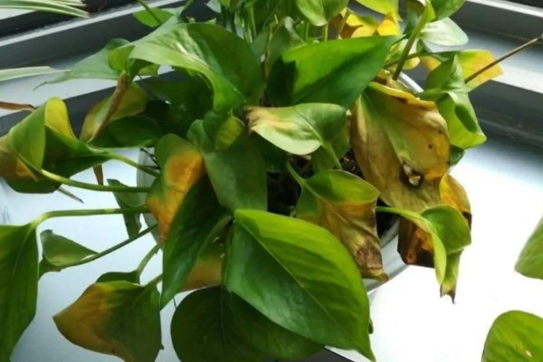 怎么养殖盆栽绿萝,每隔3天浇一次水