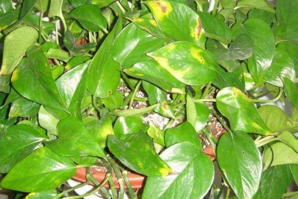 怎么养殖盆栽绿萝,每隔3天浇一次水