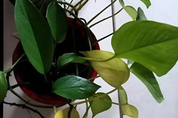 怎么养殖盆栽绿萝,每隔3天浇一次水