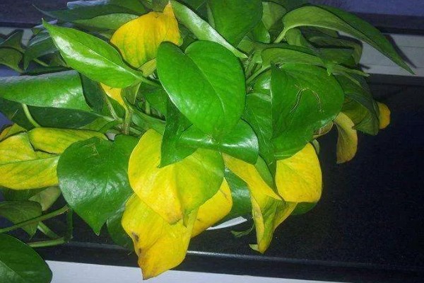 怎么养殖盆栽绿萝,每隔3天浇一次水