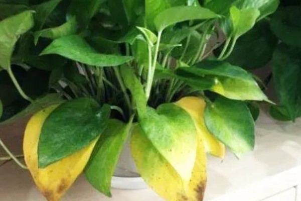 怎么养殖盆栽绿萝,每隔3天浇一次水