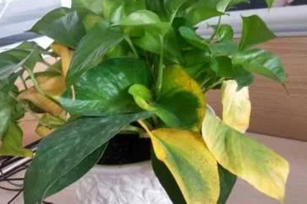 怎么养殖盆栽绿萝,每隔3天浇一次水