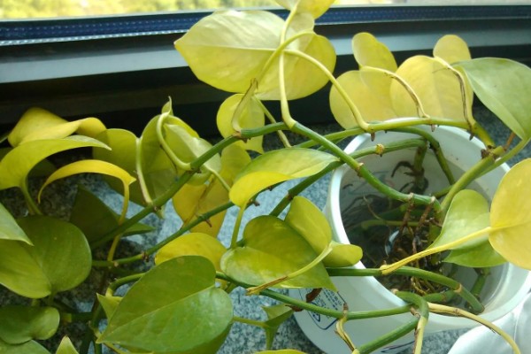 怎么养殖盆栽绿萝,每隔3天浇一次水