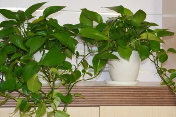 怎么养殖盆栽绿萝,每隔3天浇一次水