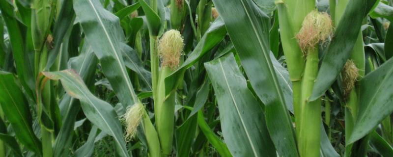 C205玉米品种的特性，密度5500~6000株/亩