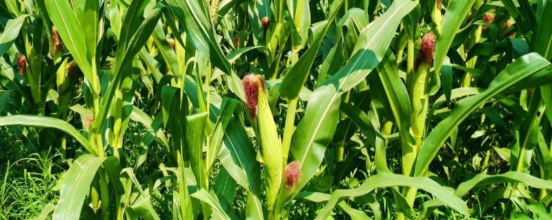 丰垄264玉米品种简介，密度6000株/亩左右