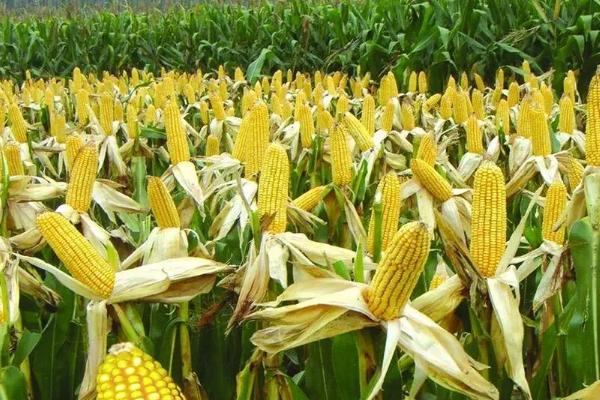 祺成977玉米品种的特性，适宜播种期4月下旬～5月上旬