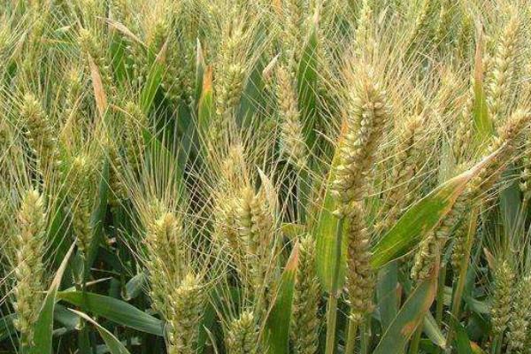 扬麦54小麦品种简介，自然发病鉴定中抗赤霉病