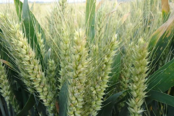 扬麦54小麦品种简介，自然发病鉴定中抗赤霉病