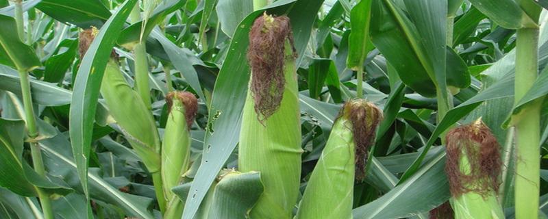 先玉2206玉米种子特征特性，密度6000株/亩左右