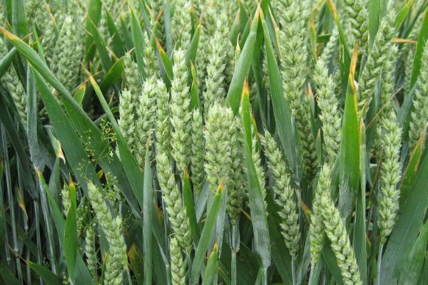 扬红617小麦种子介绍，春性小麦品种