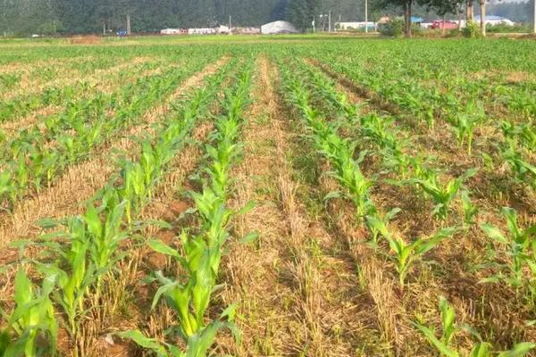 丰垄264玉米品种简介,密度6000株/亩左右