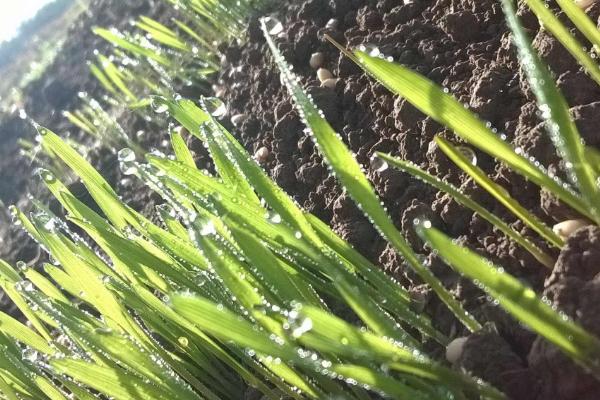 宁麦918小麦种子简介，适宜播期10月15日至25日