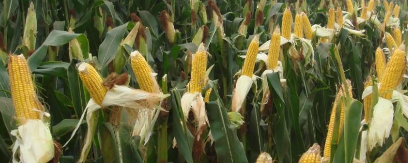 欣益6玉米品种简介，适宜播种期4月下旬～5月上旬