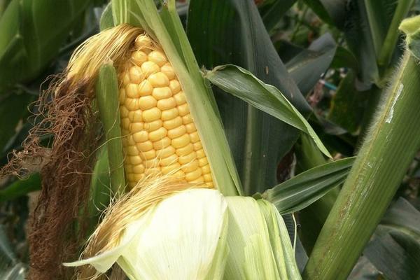 领丰590玉米种子特点，出苗至成熟132.6天