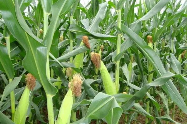 人禾338玉米种子特征特性，注意防治丝黑穗病
