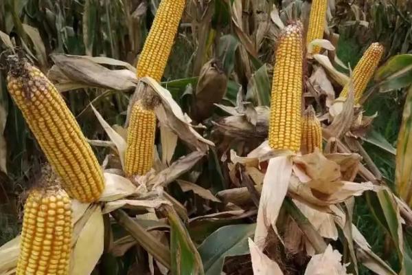 H2298玉米种子介绍，出苗至成熟127.3天