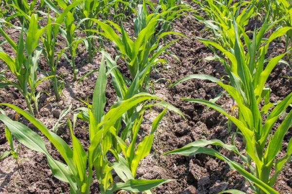 鑫育205玉米种子介绍,注意防治丝黑穗病