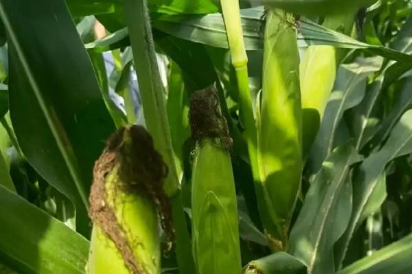 J2311玉米品种简介,注意防治丝黑穗病