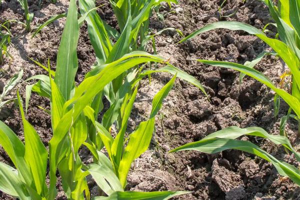 禾源919玉米种子特征特性,出苗至成熟131.2天