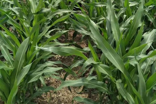 GD2288玉米品种简介，密度4500株/亩