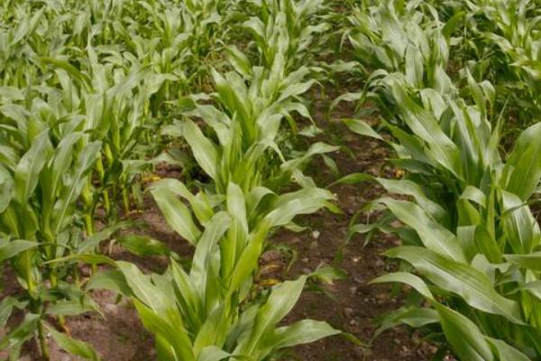 禾源919玉米种子特征特性,出苗至成熟131.2天