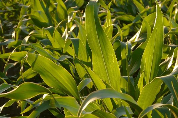 松研669玉米品种简介,密度4500株/亩