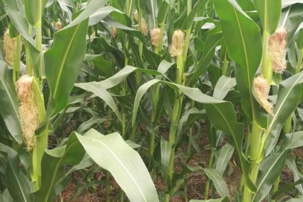 利禾2335玉米品种的特性,密度4500株/亩左右