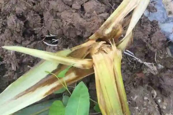 松研2309玉米种子特征特性，适宜播种期4月下旬~5月上旬