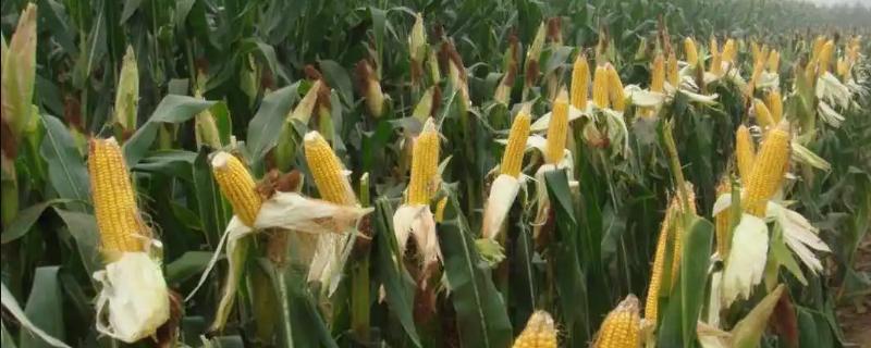 利禾2335玉米品种的特性，密度4500株/亩左右