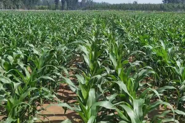 H2298玉米种子介绍，出苗至成熟127.3天