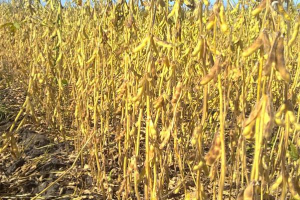 黑科88大豆品种的特性