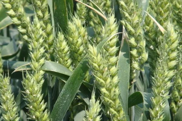 盈亿166小麦品种的特性,中抗叶锈病