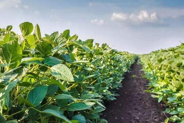 蒙豆63大豆品种简介