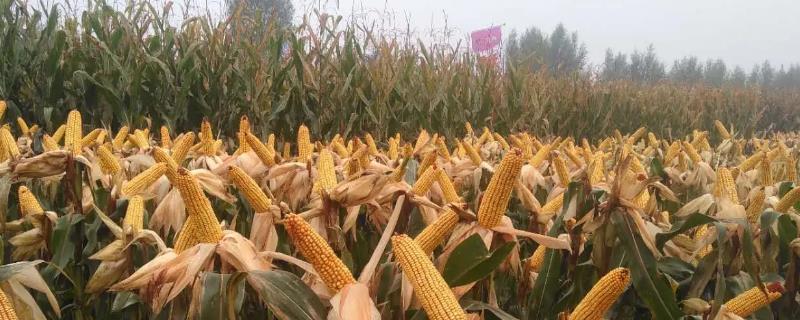 D669玉米种子介绍，出苗至成熟134.9天