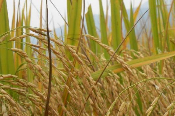 蒙望5号水稻品种的特性