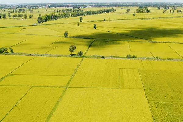 蒙望5号水稻品种的特性