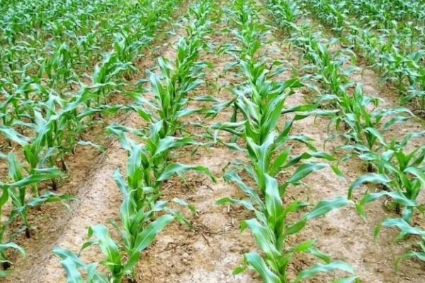 烁秋577玉米品种简介，出苗至成熟134.7天