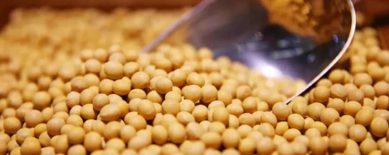 蒙科豆32大豆品种简介