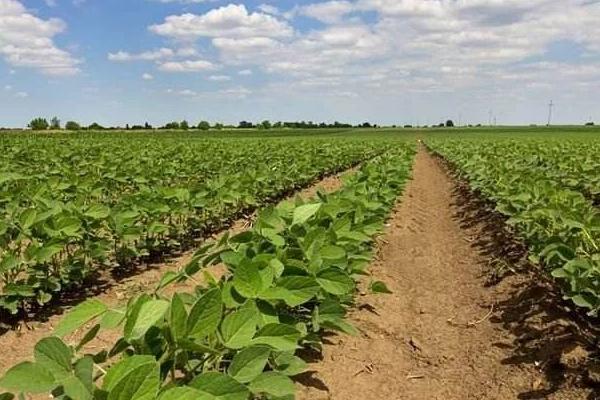 华夏11大豆种子简介，属夏大豆普通型品种