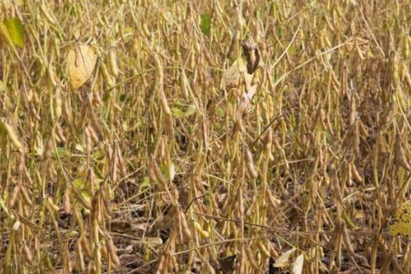 华夏11大豆种子简介，属夏大豆普通型品种