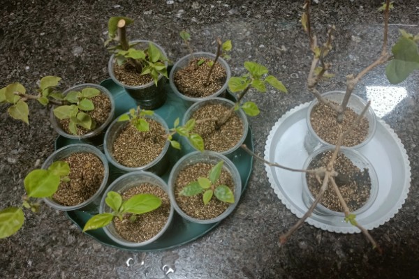 三角梅夏季怎么养护，盛夏每天早晚各浇一次水