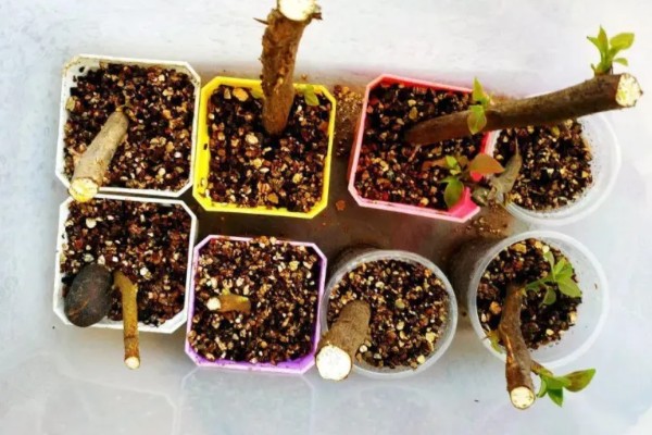 三角梅夏季怎么养护，盛夏每天早晚各浇一次水