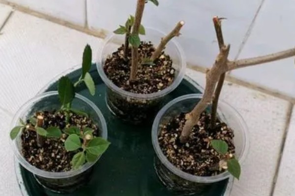 三角梅夏季怎么养护，盛夏每天早晚各浇一次水