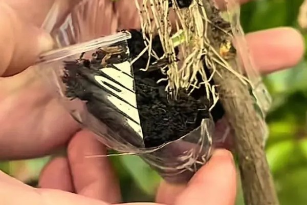 三角梅夏季怎么养护，盛夏每天早晚各浇一次水