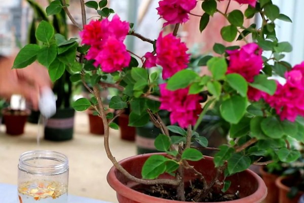 三角梅夏季怎么养护，盛夏每天早晚各浇一次水